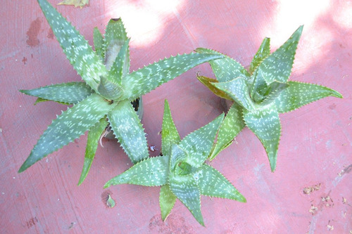 10 Plantas De Aloe Vera Saponaria. 