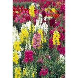 25 Semillas De Boca De Dragon (antirrhinum Majus) Cod. 523