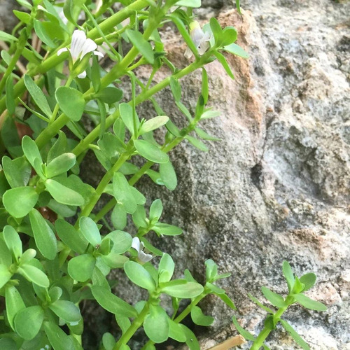 Bacopa Monnieri Planta Acuática Estanque Acuario 8 Tallos