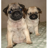 Hermosas Cachorras De Pug Carlino