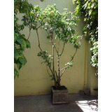 Ficus