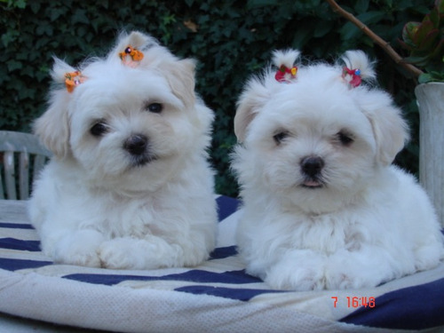 Maltes Malteses Cachorros Mini Miralos Criadero Natacuerva