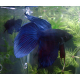 Betta Macho Surtido C/ Betera Solo A Mundo Acuatico