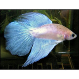 Betta Macho Surtido C/ Betera Solo Con Mundo Acuatico