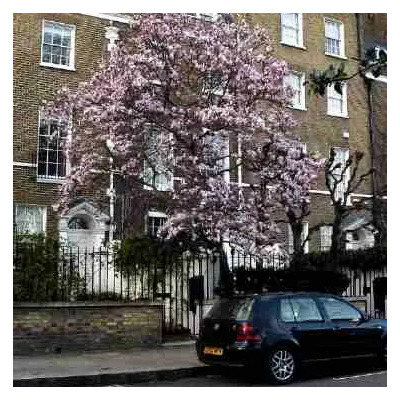 Semillas De Magnolio Chino - Magnolia Soulangeana Codigo 816 | Envío gratis