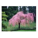 5 Semillas De Prunus Subhirtella Pendula - Cerezo Lloron