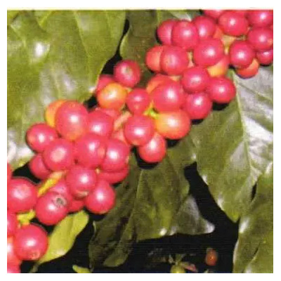 6 Semillas De Coffea Arabica - Cafe O Cafeto Codigo 340