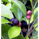 25 Semillas De Laurel De Las Indias - Ficus Microcarpa C.900