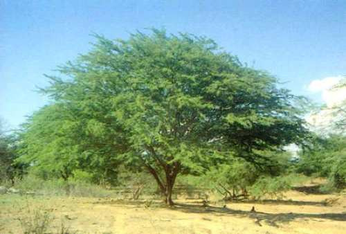 10 Semillas De Prosopis Juliflora  - Mesquite Codigo 848