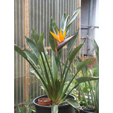 10 Semillas De Strelitzia Reginae - Ave Del Paraiso C. 590