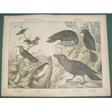 Antigua Litografia Alemania 1890 Pajaros Ix Cuervos Grabados