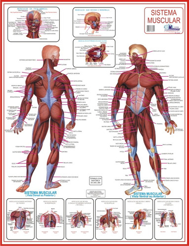 Mapa Do Sistema Muscular - Medicina Anatomia E Fisioterapia