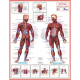 Mapa Do Sistema Muscular - Medicina Anatomia E Fisioterapia