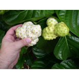 Noni Fruta  Rica Em Omega6 Tratada Comhorminio Para Germina