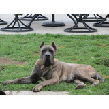 Cachorros Cane Corso Disponibles Criadero Profesional  !!