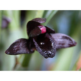 Maxillaria Schunkeana - A Famosa Orquídea Negra !!!