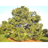 10 Gr. Aprox. 400 Semillas De Pinus Montezumae - Pino Ocote