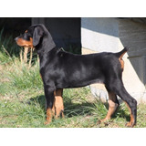 Doberman Marrones Y Negros Cachorros - Excelentes.