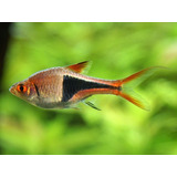 Rasbora Surtida Chica In Mundo Acuatico