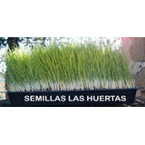 Kit Para Cultivar Pasto De Trigo O Wheat Grass, Haz Jugo!!!