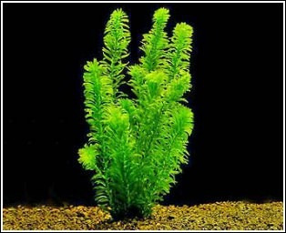 Planta Elodea Surtida Sale Elegi Mundo Acuatico