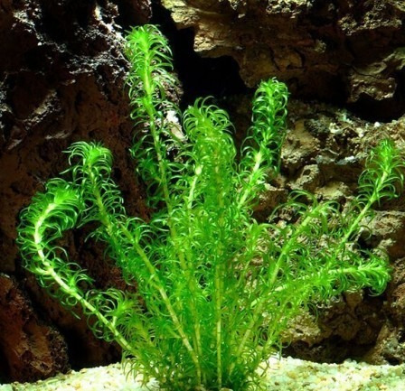 Planta Elodea Surtida Sale Elegi A Mundo Acuatico