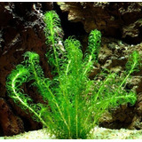 Planta Elodea Surtida Sale Elegi A Mundo Acuatico