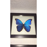 Mariposa Morpho Azul Cuadro Decorativo Didius Peru