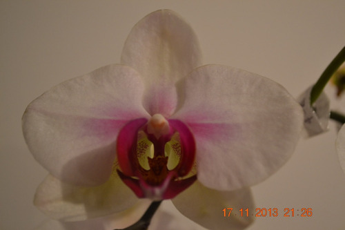 Semillas De Orquídea Phalaenopsis