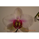 Semillas De Orquídea Phalaenopsis