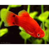 Platy Surtido Promo Hot Sale Mundo Acuatico