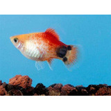 Platy Surtido Hot Sale De Mundo Acuatico