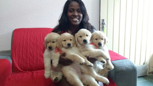 Filhotes De Golden Retriever Macho Ultimo Filhote Disponivel