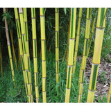 Bambu Bicolor Phyllostachys Aureosulcata - Sementes P/ Muda