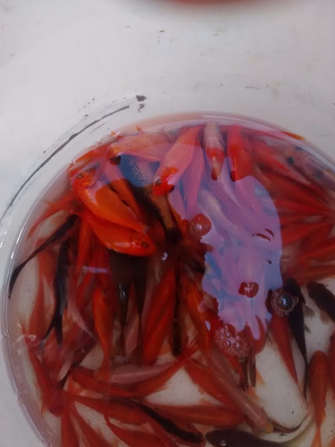 Carpitas Koi De  3cm, Varios Colores