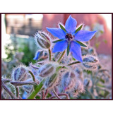 20 Sementes Borago Azul Borragem Flor Melifera E Comestível