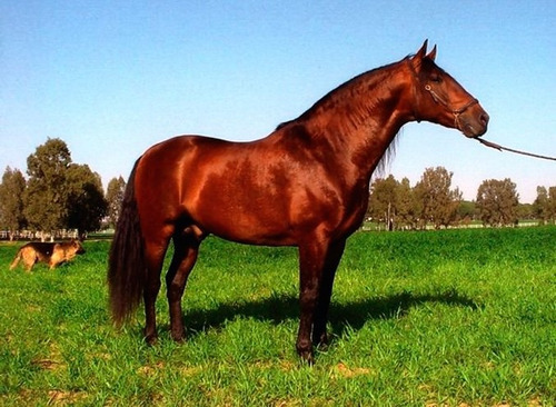 Yeguas Y Potros De Caballos Españoles, 100% Puros