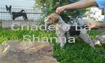 Fox Terrier Wire  Criadero La Shanna Con Pedigree F.c.a.