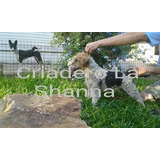 Fox Terrier Wire  Criadero La Shanna Con Pedigree F.c.a.