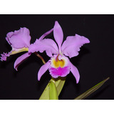 Orquídea Cattleya Gaskelliana (adulta)