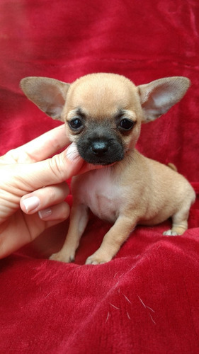 Chihuahua Preciosos...100%originais!