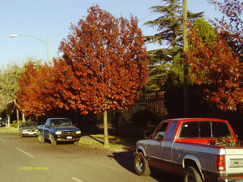 Encino Rojo Arbolitos En Cono Forestal  