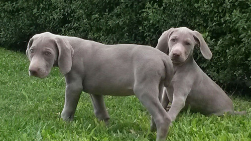 Cachorros Weimaraner C/p