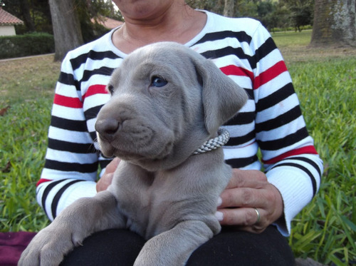 Weimaraners Con Papeles . Criadero Indavera