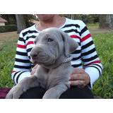 Weimaraners Con Papeles . Criadero Indavera