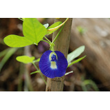 50 Semillas De Conchita Azul - Clitoria Ternatera Codigo 162