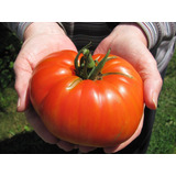 Tomate Gigante Beefsteak - 40 Sementes Para Mudas Heirloom