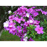 Manacá Da Serra Tibouchina Mutabilis Flor Sementes Pra Mudas