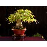 Acer Palmatum Japonês - Sementes Para Mudas Bonsai Ou Árvore