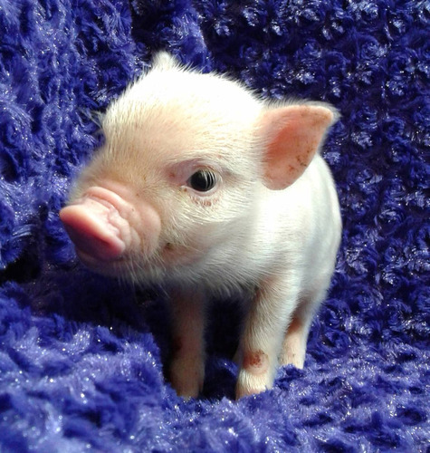 Minipigs Hembras 100 %  Rosas Mini Pig Mini Pigs 